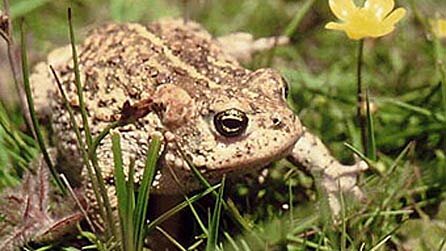 natterjack