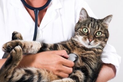 Hoylake Veterinary Surgery